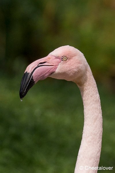 _DSC0208.JPG - Flamingo